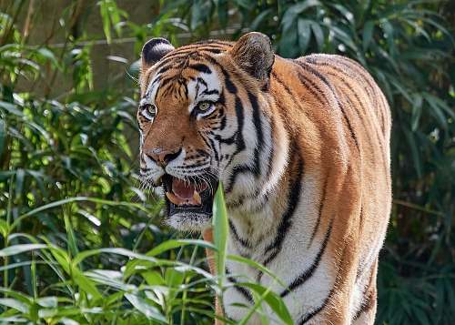 mammal tiger beside plants tiger