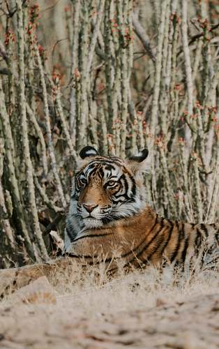 tiger tiger laying on grass wildlife