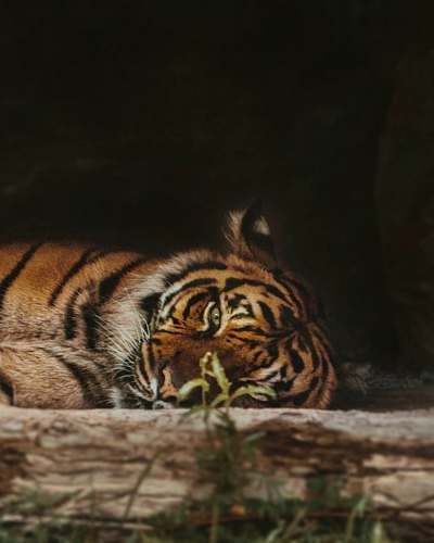 tiger tiger lounging wildlife