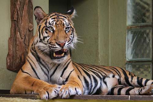 mammal Tiger lying on wooden platform tiger