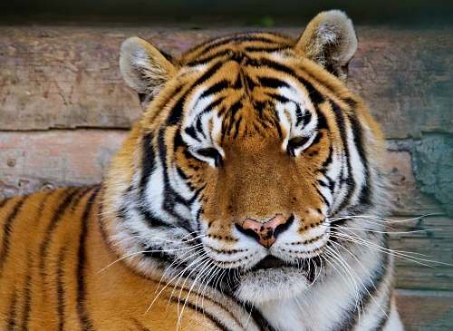 mammal tiger near wall tiger