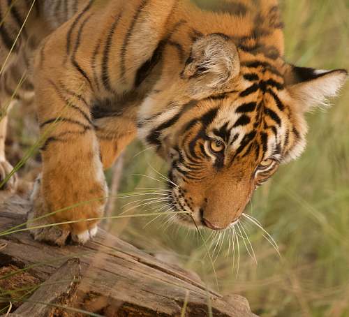 tiger tiger on tree trunk mammal