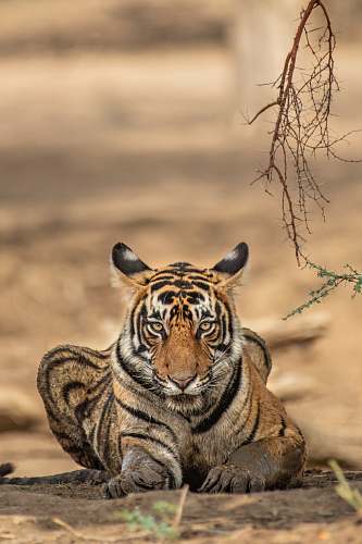 mammal tiger prawn lying on ground during daytime wildlife