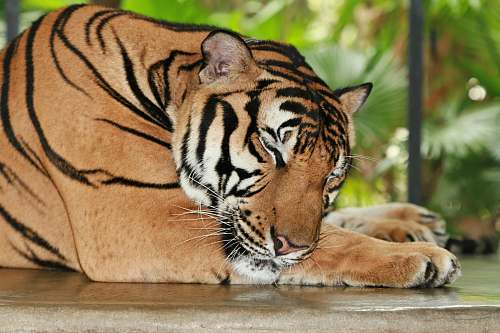 tiger tiger sleeping on gray concrete surface cat