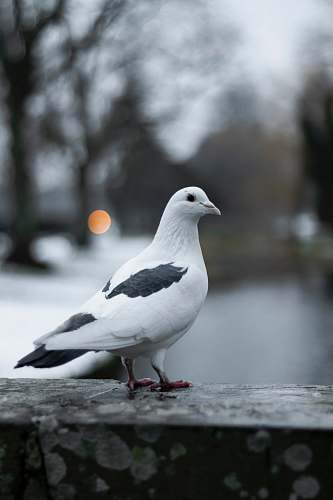 bird tilt shift focus photography of white pigeon pigeon