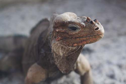 lizard tilt shift lens photography of commodo dragon iguana