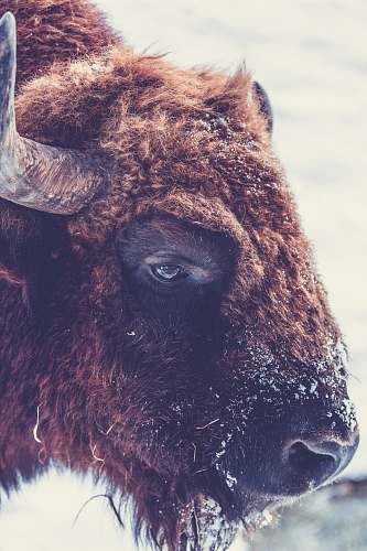bison tilt-shift lens photography of ram buffalo