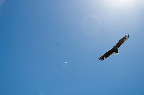 bird time lapse photography of a bird in flight vulture