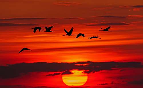 flock time-lapse photography of flock of birds in flight during golden hour bird