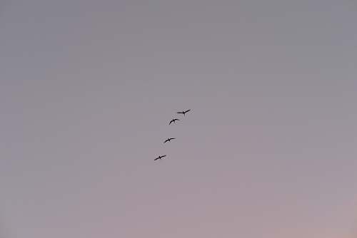 grey time-lapse photography of four birds in flight bird