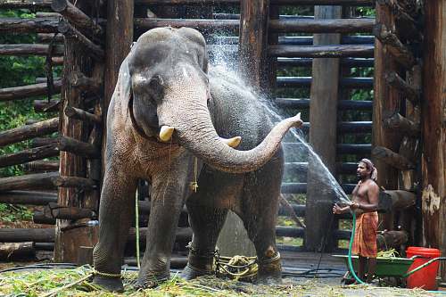 elephant topless holding hose standing beside elephant wildlife