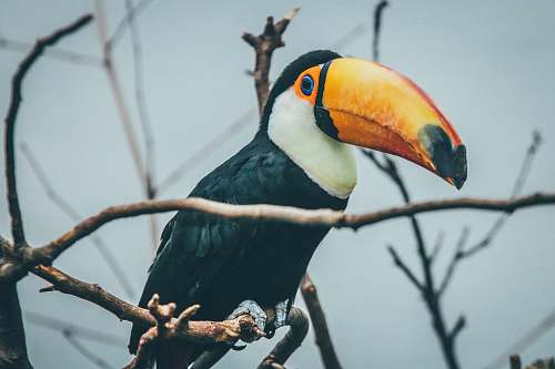 bird toucan on tree branch toucan