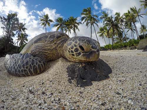 turtle turtle on sand sea life