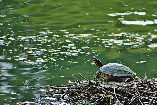 reptile turtle on twigs beside water sea life