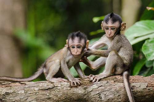 mammal two baby monkeys on gray tree branch monkey