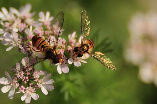 andrena two bees on white petaled encrusted flowers bee