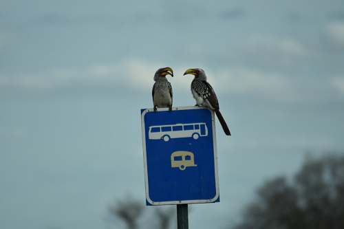 bird two bird perch on blue signage symbol