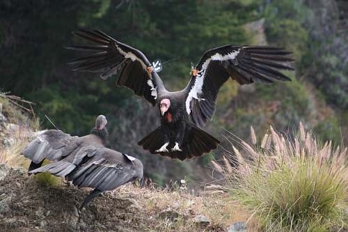 bird two birds fighting during daytime vulture