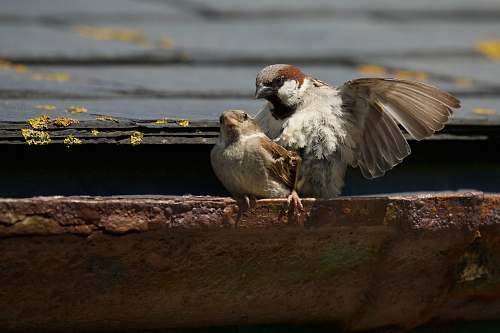 bird two birds perched on concrete cutter sparrow