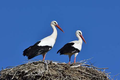 bird two black-and-white birds during daytime stork