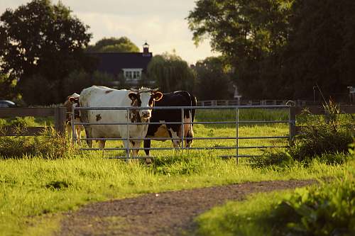 cattle two black and white cow on yard cow