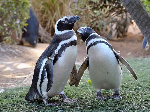 bird two black-and-white penguins penguin