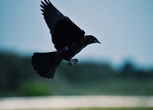 bird two black and white pigeons agelaius