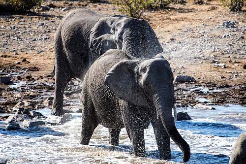elephant two black elephants crossing on river during daytime ] wildlife