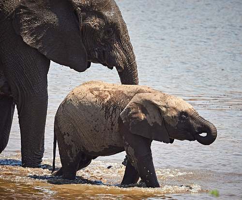 elephant two black elephants wildlife