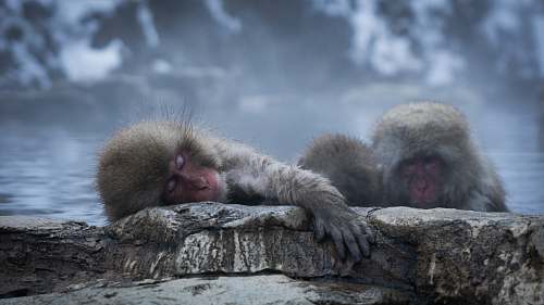 mammal two black monkeys close-up photography monkey