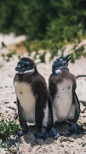 bird two black penguins penguin