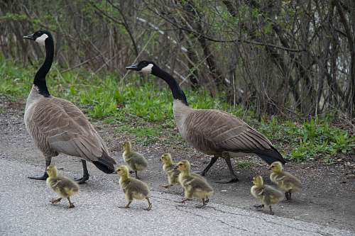 bird two brown-and-black Geese with seven baby goose goose