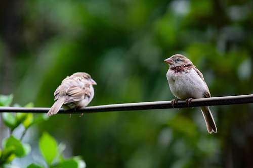 bird two brown-and-white birds sparrow