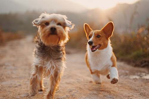 dog two brown and white dogs running dirt road during daytime pet