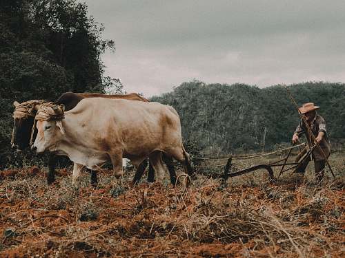 cattle two brown cattle cow