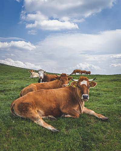 cattle two brown cattle lying on green grass during daytime cow
