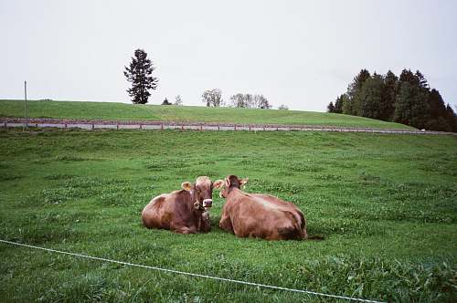 cow two brown cattle lying on green grass field cattle