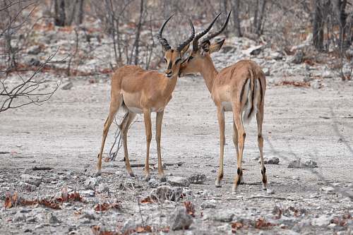 mammal two brown deer antelope