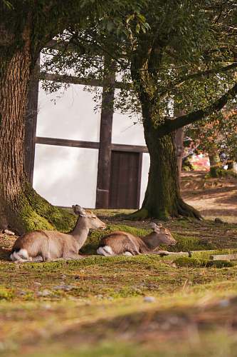 mammal two brown deer on green field kangaroo