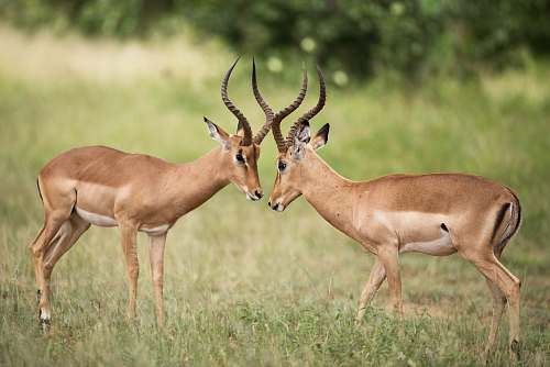 wildlife two brown deer on green grass field during daytime antelope