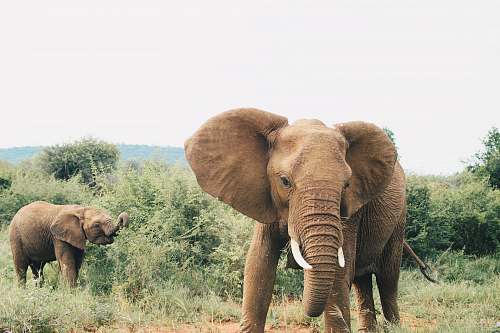 mammal two brown elephant on forest jackies lodge