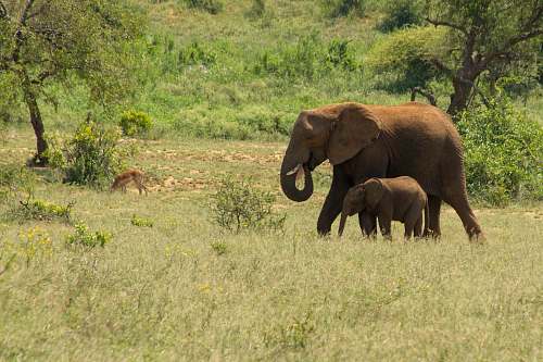 mammal two brown elephants on green field surrounded with tall and green trees elephant
