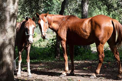 mammal two brown horses beside tree horse