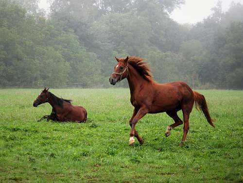 mammal two brown horses on grass field horse