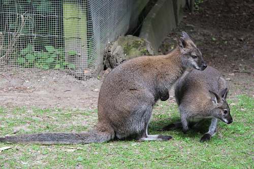 mammal two brown kangaroo on green grass wallaby