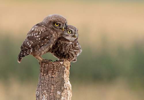 bird two brown owls perched on wooden post owl