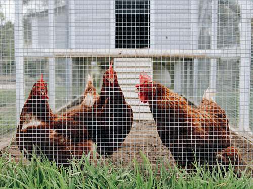 chicken two brown roosters in a cage bird