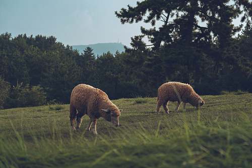 mammal two brown sheep eating grass sheep