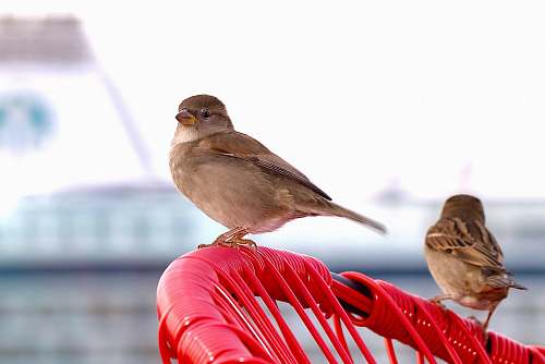 bird two brown sparrows on red rings finch