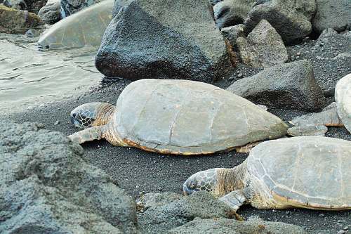 turtle two brown turtles near water reptile